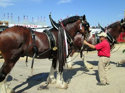 Clydesdale being tended to