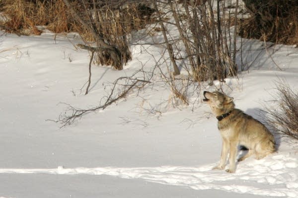 Pellet gun killed wolf that fled Isle Royale park