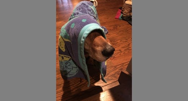 Medium size brown dog draped in a beach towel