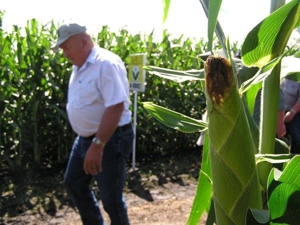 A Minnesota corn field