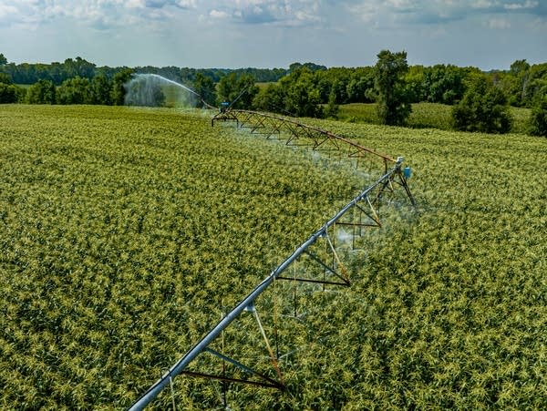 An aerial view showcases corn field