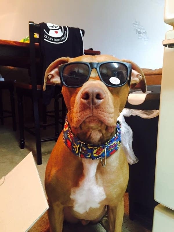 Goodbye to ‘ToTs’ the hero dog
