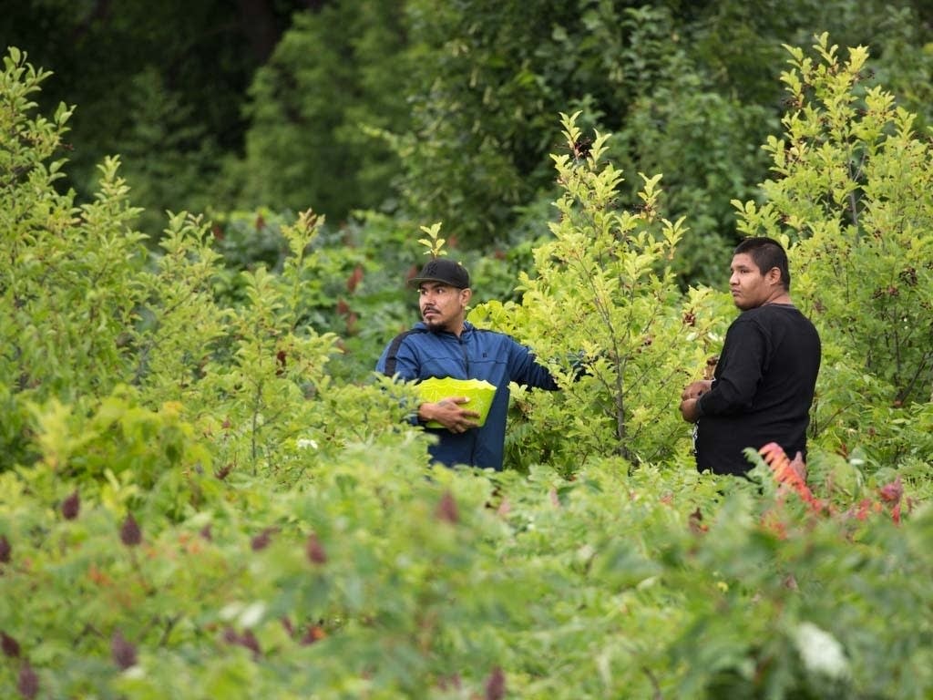 Devon Lassman, left, and Steven Brown collect chokecherries.