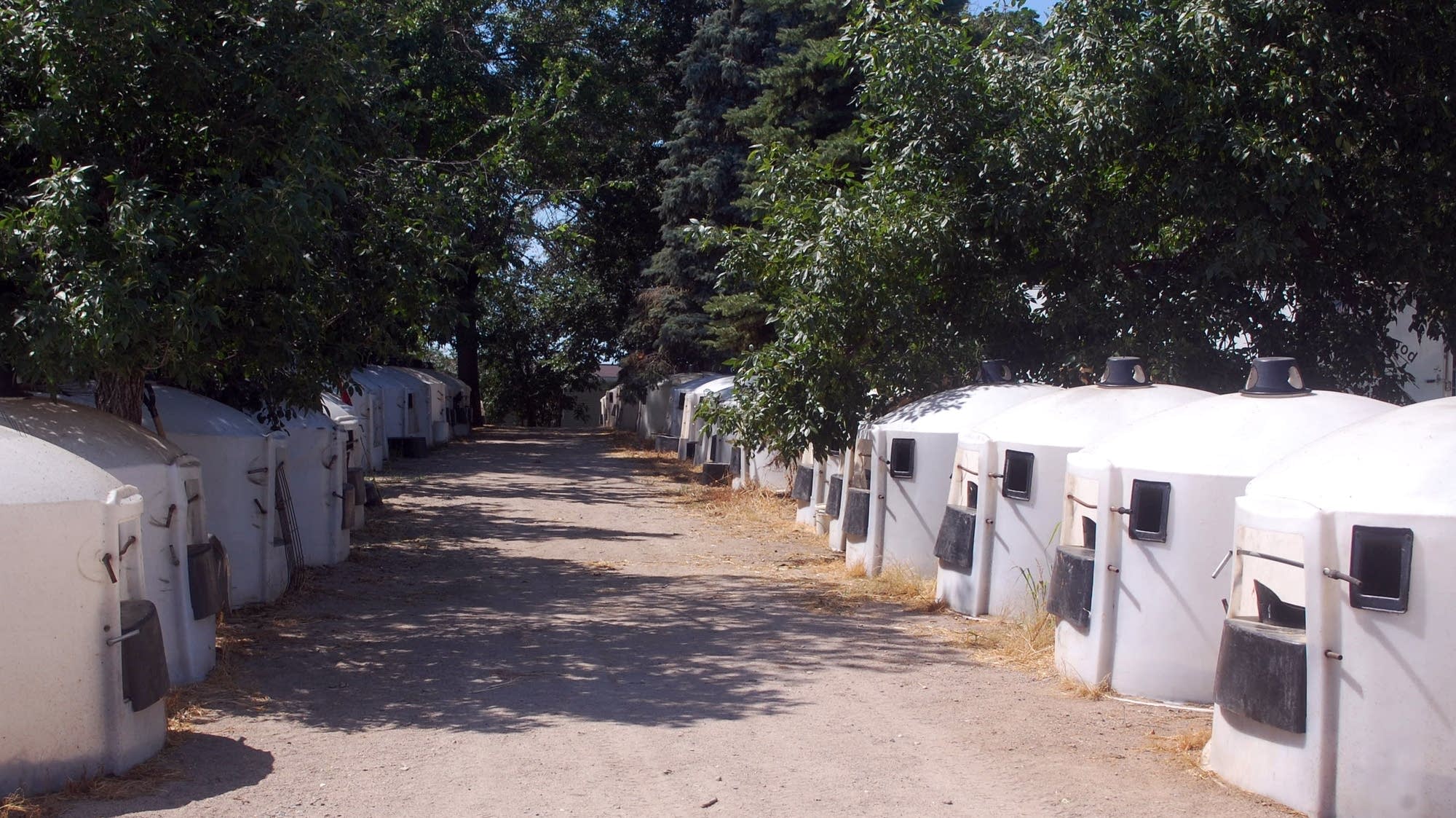 Rows of plastic huts house young calves.