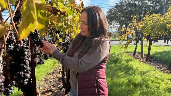 Katey Bacigalupi Row examines Zinfandel grapes left to rot on the vines in her family's vineyard.