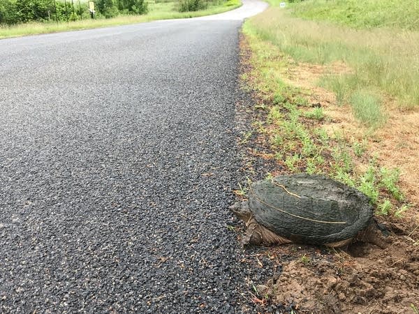 A turtle stands beside a road near Rice Lake in Breezy Point, Minn.,