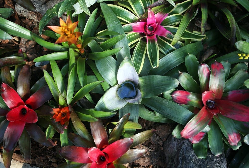 Bromeliad plants