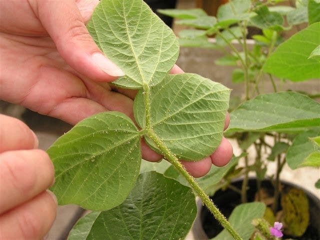 Aphids on plant