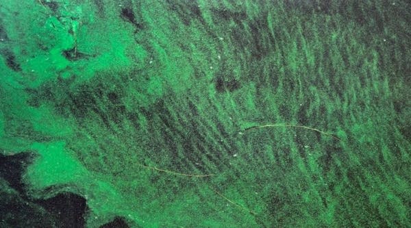 Water in the St. Lucie River is covered by a blue-green algae bloom, plaguing the river as it accumulates at the St. Lucie Lock and Dam in Port St. Lucie, Florida, on July 5, 2016.