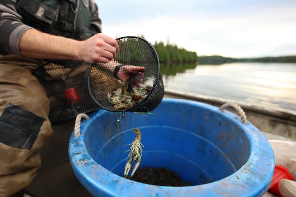 Rusty crayfish harvest