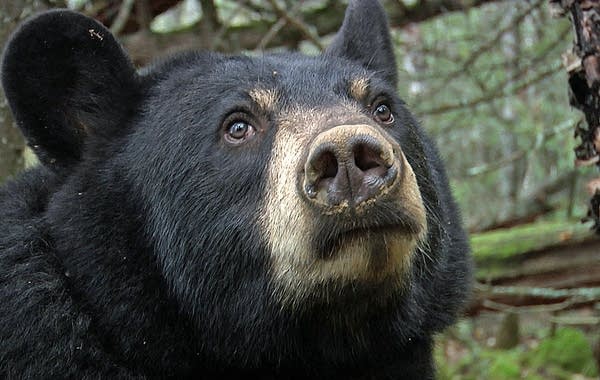 A black bear