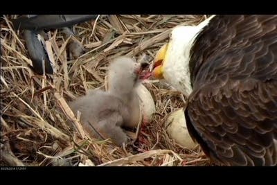 Eaglet feeding