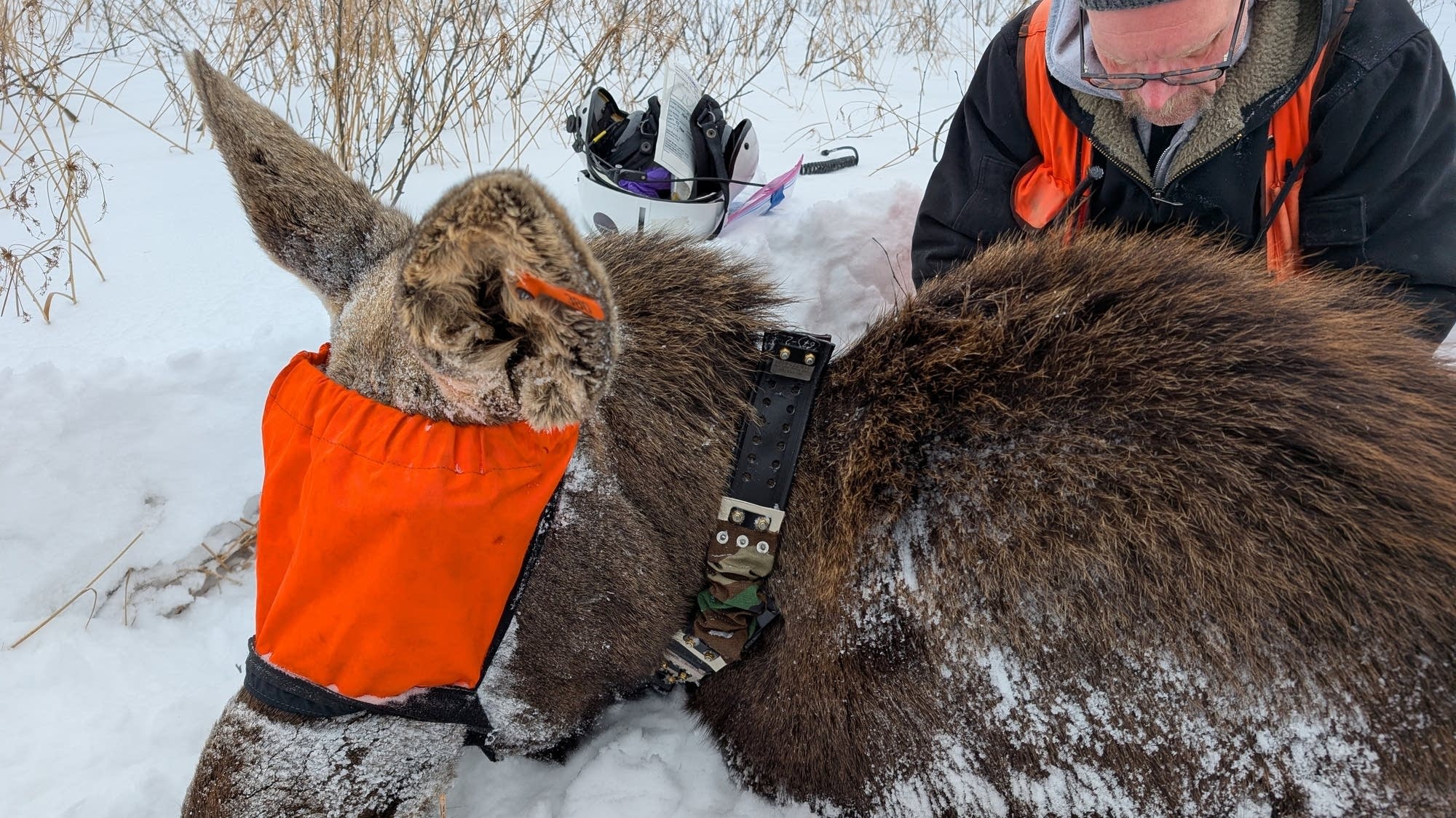 Minnesota moose numbers stabilize, growth effort begins