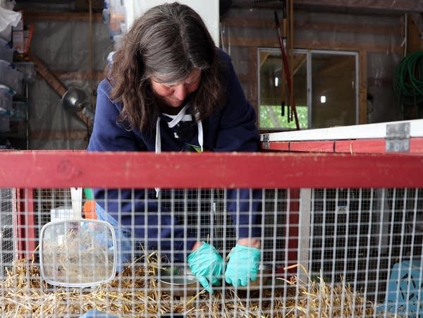 a woman leans over a wire cage