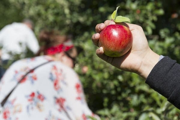 Showing off the apple