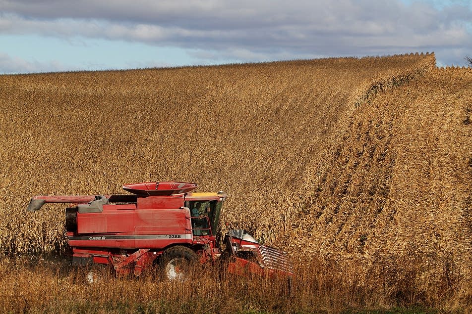 Corn harvest