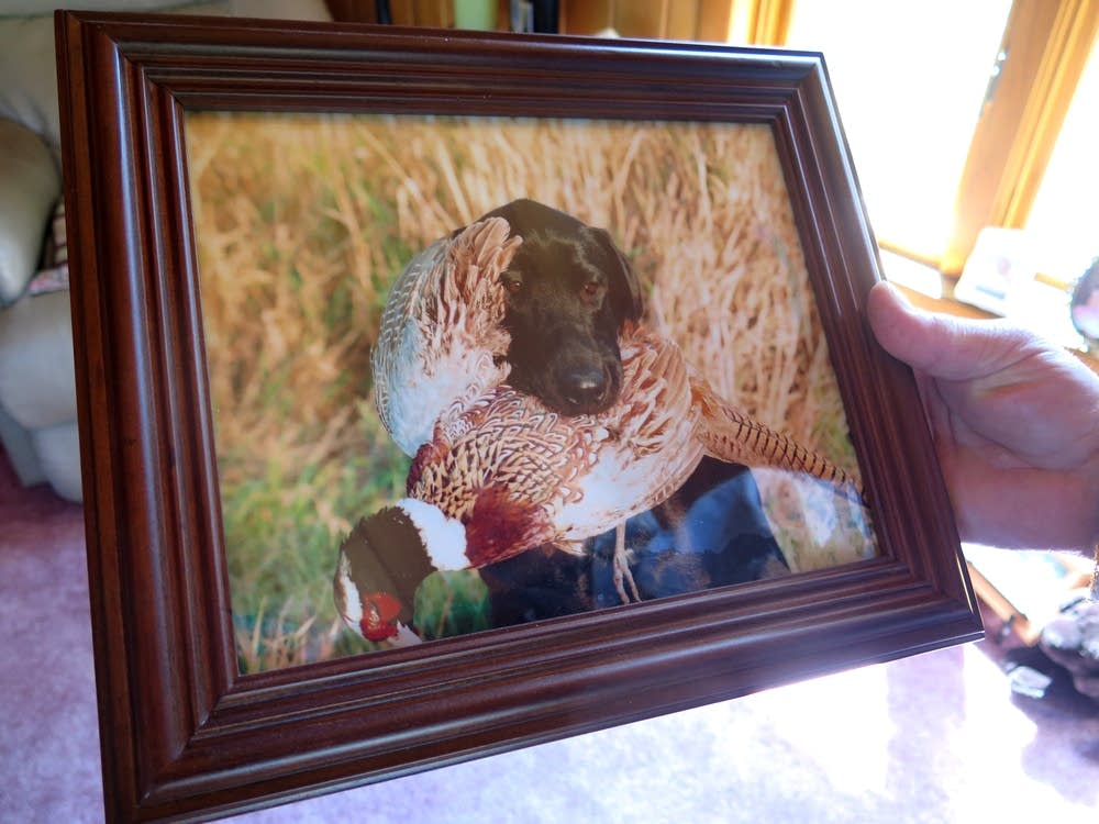 Bob VanGuilder's dog Gus