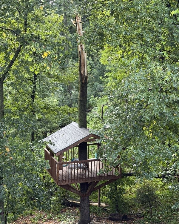 A tree snapped off by a severe storm