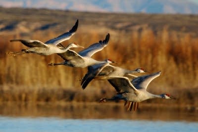 Sandhill cranes