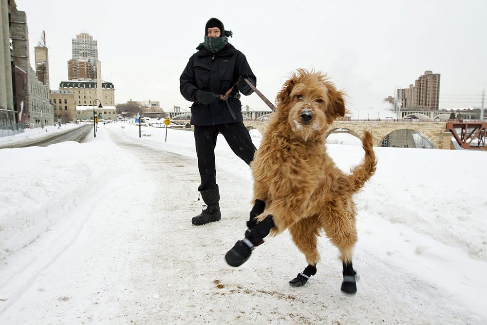 Dog walk