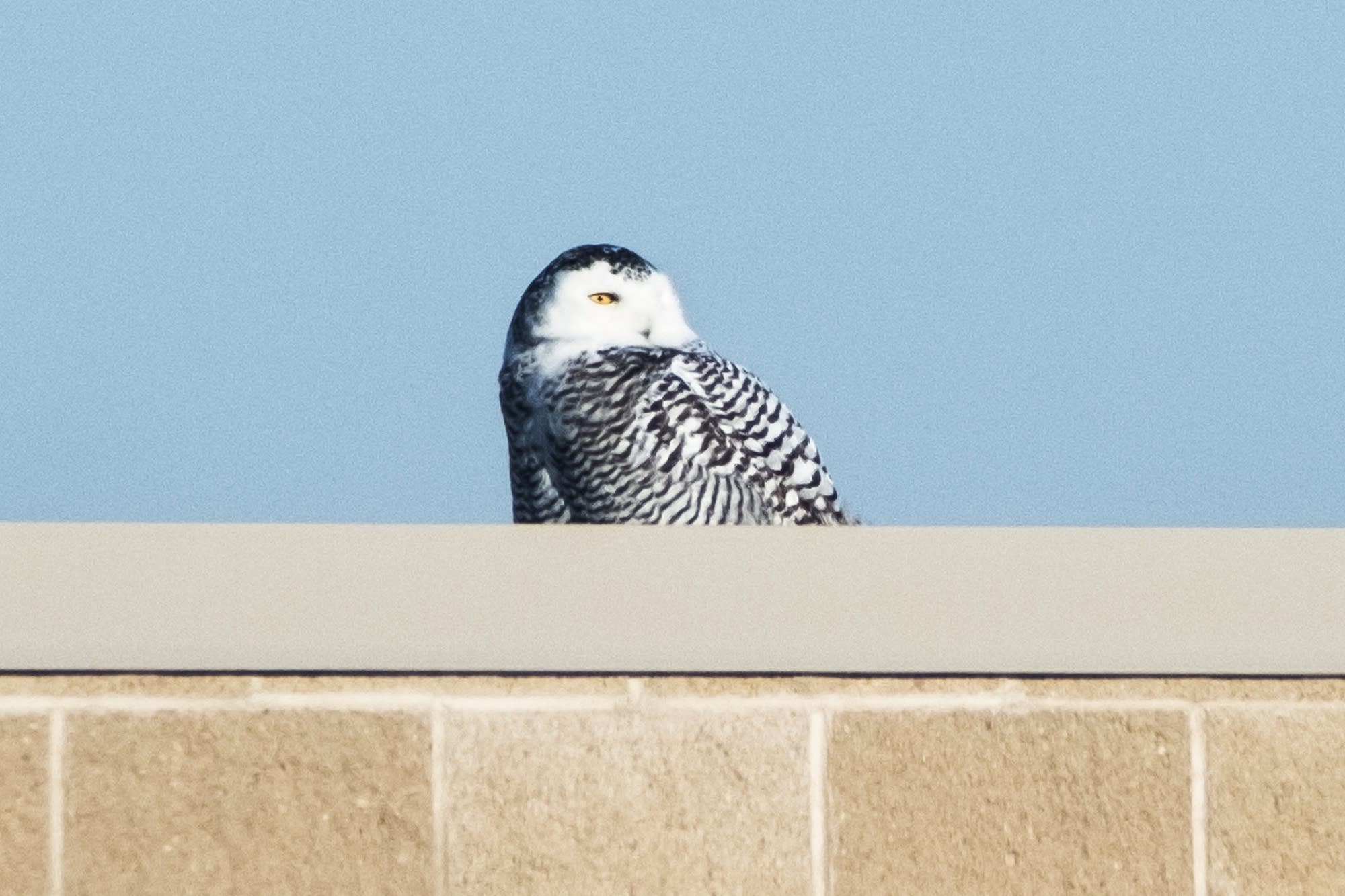 For birders, snowy owl irruption is best seen at MSP airport MPR News