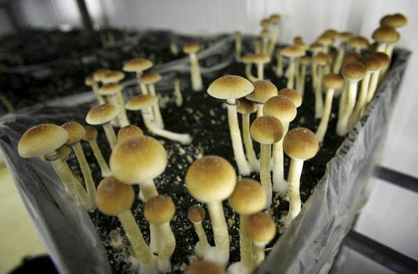 Ann Arbor Decriminalized Magic Mushrooms