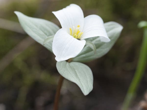 A snow trillium flower In the Eloise Butler Wildflower Garden.