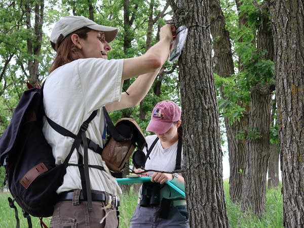 Researchers use AI to help save a woodpecker species in decline