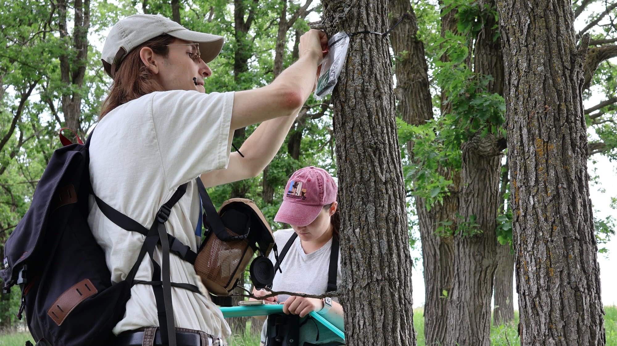 Researchers use AI to help save a woodpecker species in decline - Vimarsana News