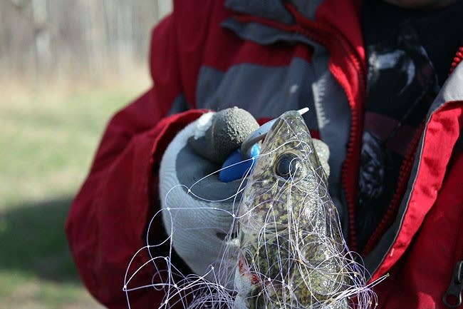 Mille Lacs walleye netting: Abandoned tribal gillnet had 112 pounds