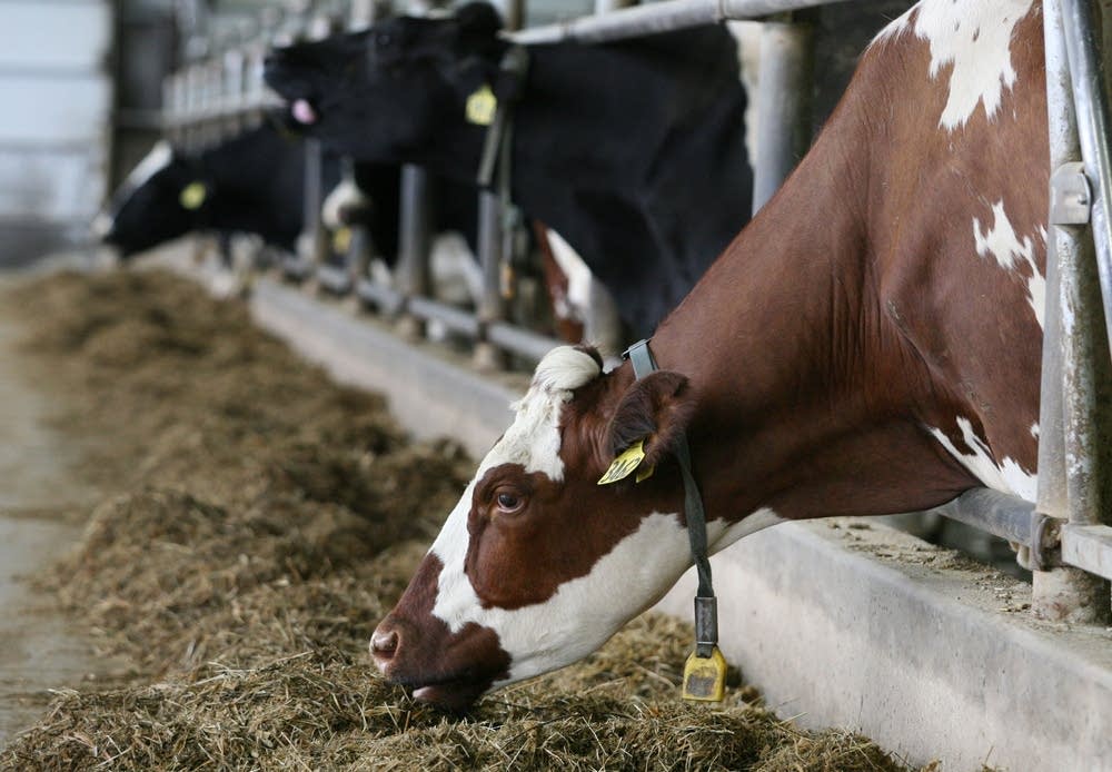 Durst Brothers Dairy farm