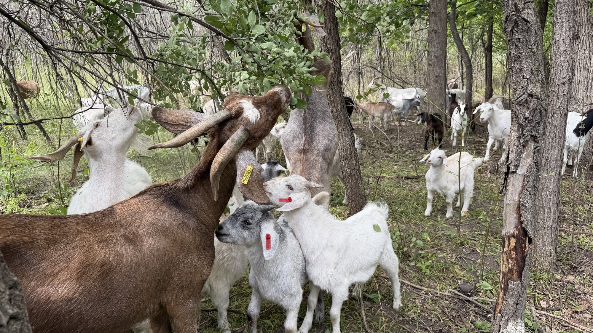 Goats are keeping invasive plants in check in MN parks