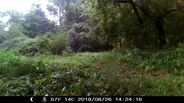 What appears to be a cougar stands in some foliage