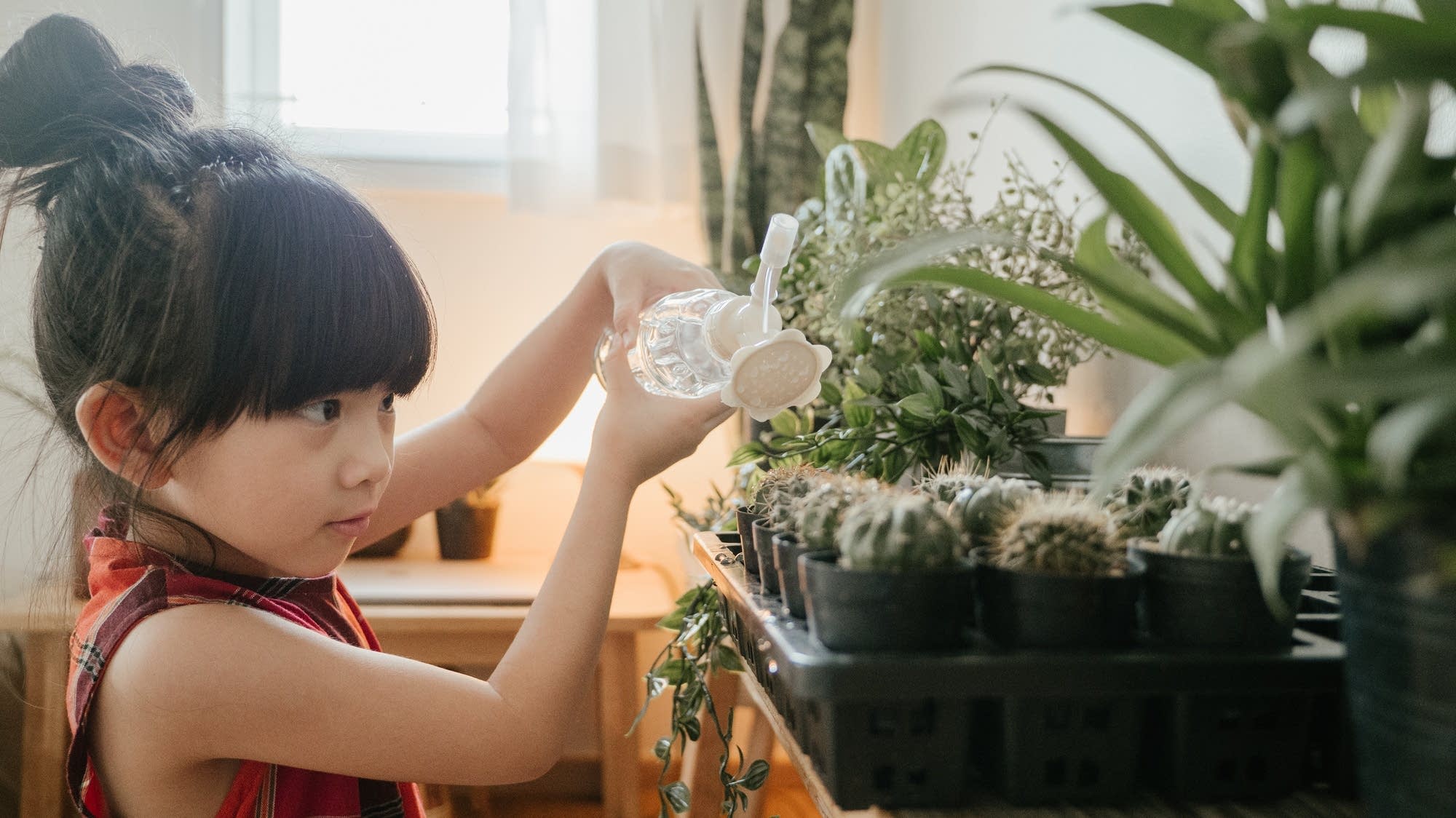 Do plants sleep? Brains On