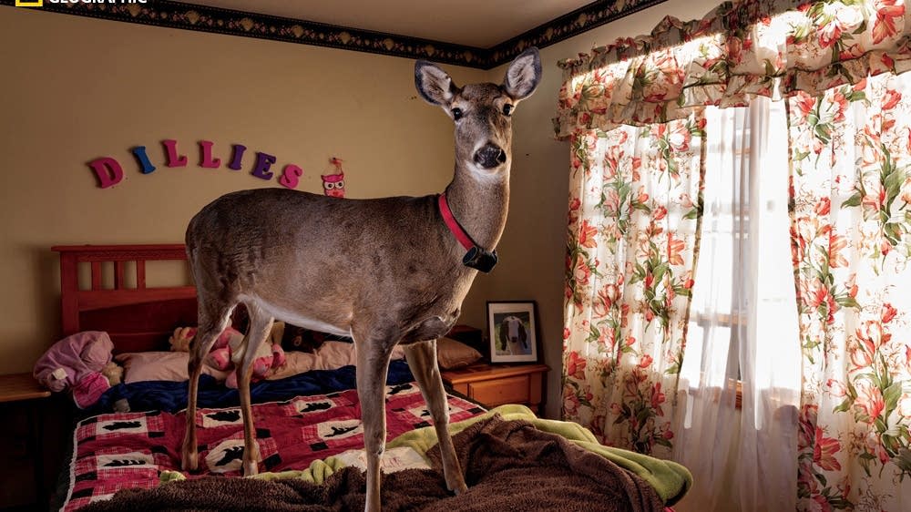 Do you let your deer up on the bed? MPR News