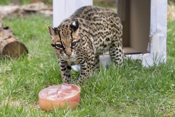 An ocelot moves through the grass.
