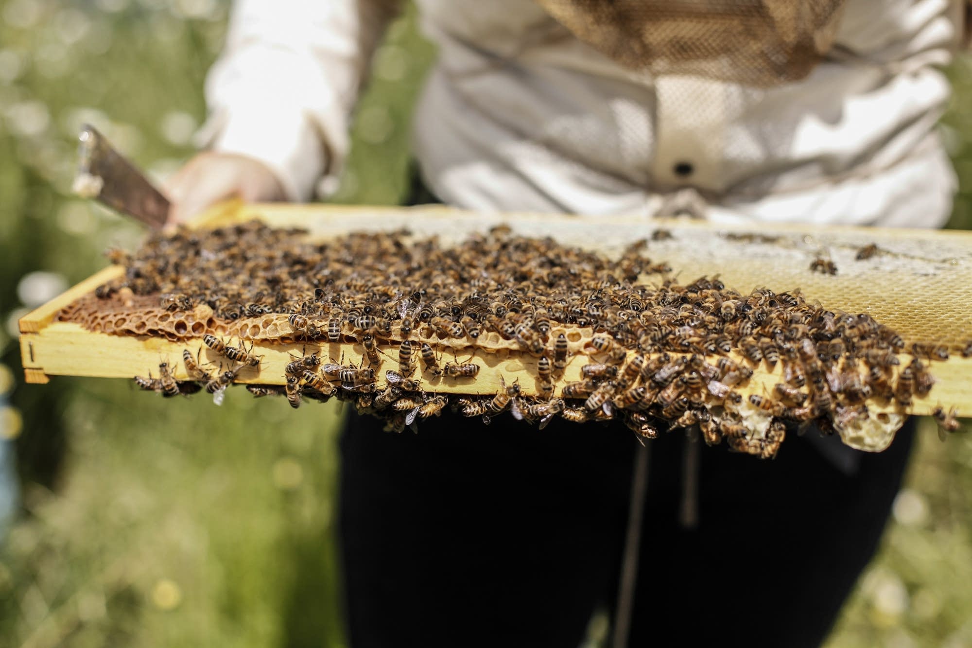 Connexus Energy is now producing honey in Ramsey, Minn.