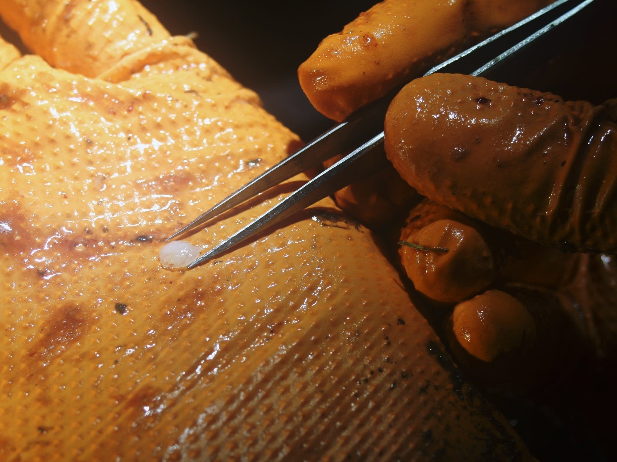 Researcher Alec Lackmann removes an otolith from a fish head.