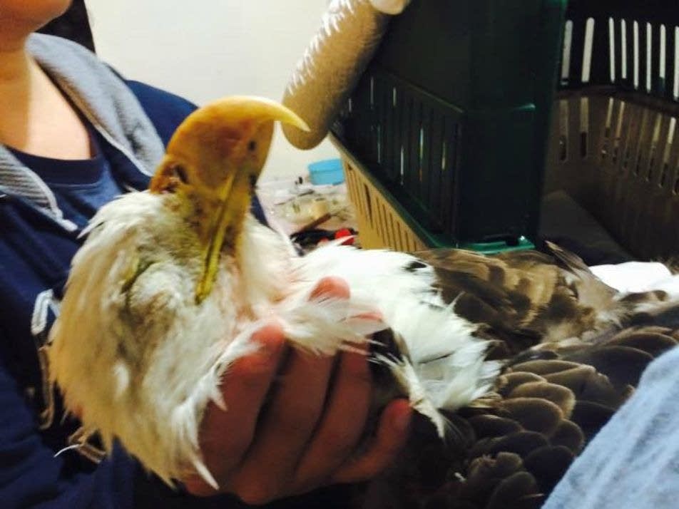 When a bald eagle hits your car Minnesota Public Radio News