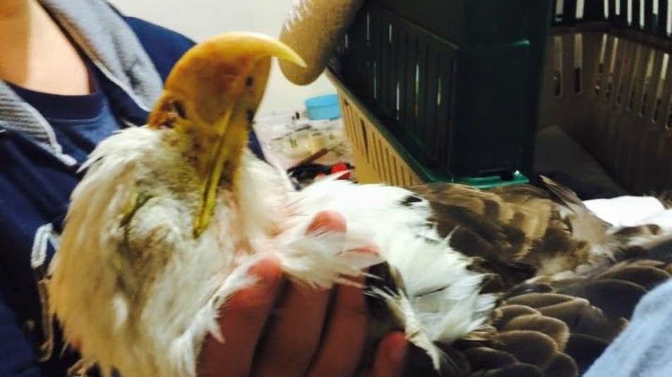 When a bald eagle hits your car | MPR News