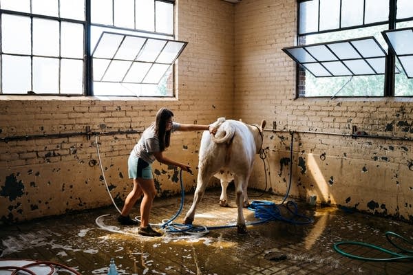 Seventeen-year-old Payton Waage washes her cow, January.