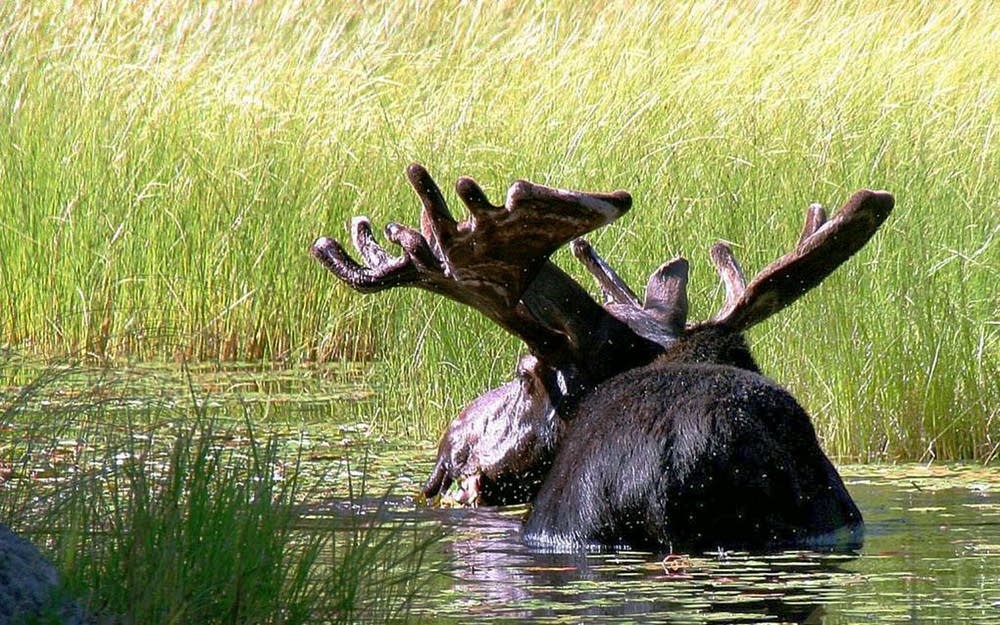 Bull moose