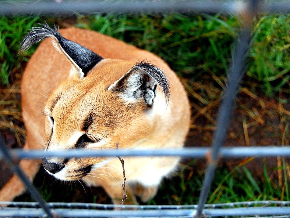 Caracal