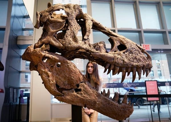 There’s a T. rex on sale in Europe