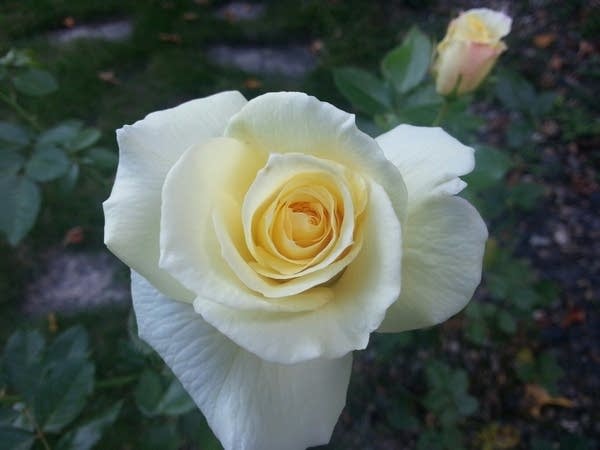 561 rose