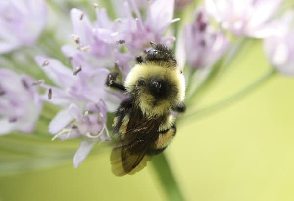 Rusty patched bumblebee in Minnesota