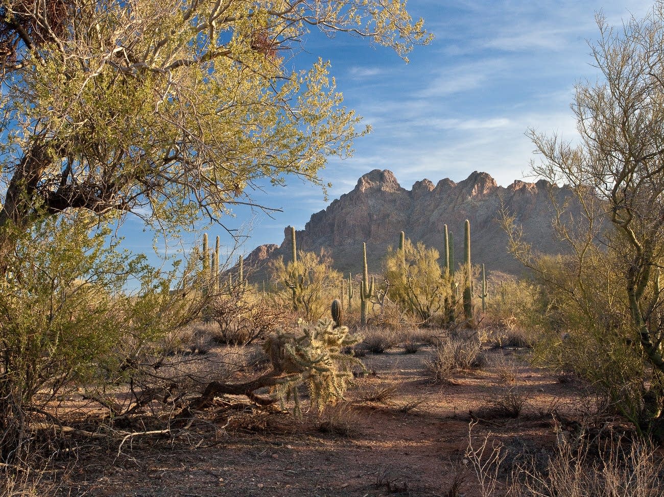 Ironwood Forest National Monument.