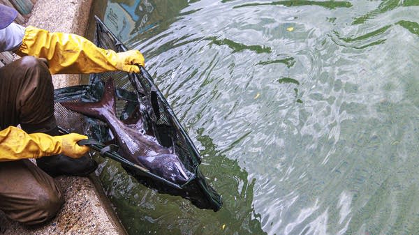 Minnesota DNR fisheries staff to stock State Fair fish pond