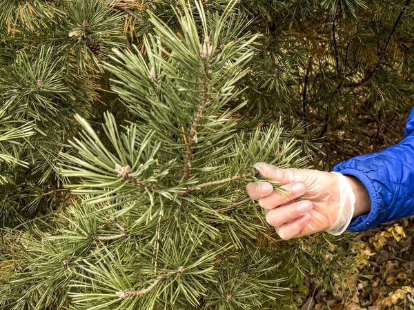  plucked needles off a pine tree