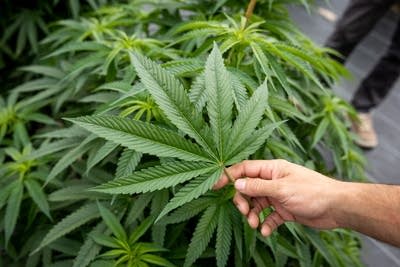 A person holds a large marijuana plant leaf